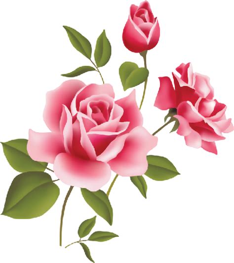 Flores Rosa Desenho Png