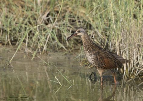 Virginia Rail Foraging In A Marsh At Bear River Migratory Bird Refuge