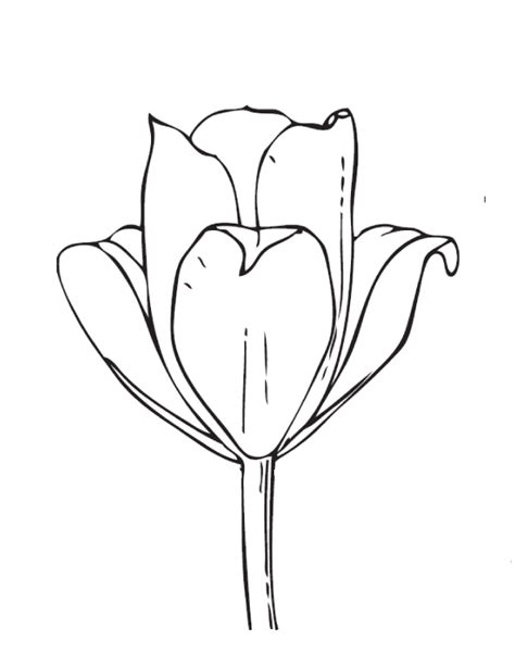 Desenho De Flor Tulipa Para Colorir