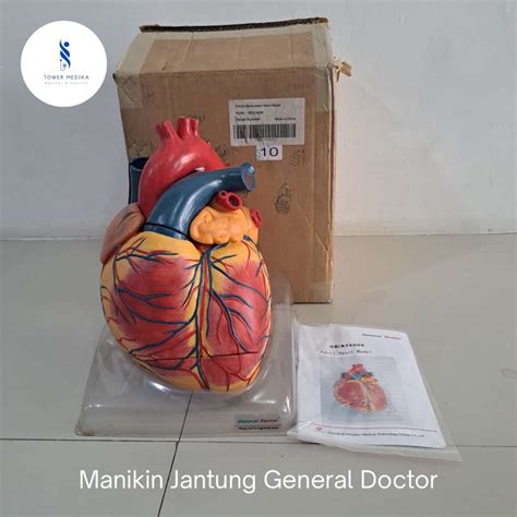 Jual Phantom Manikin Jantung General Doctor Manekin Jantung Shopee