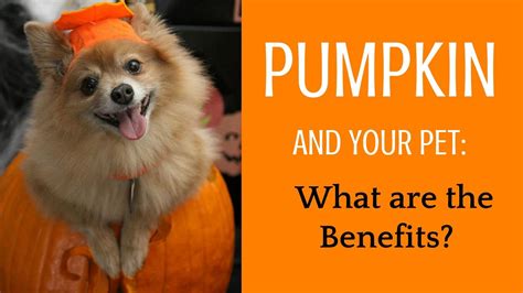 Pumpkin And Your Pet What Are The Benefits Seven Hills Veterinary