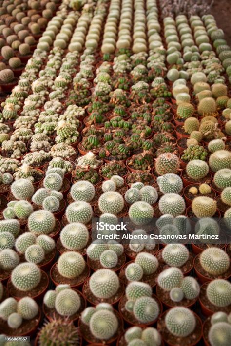 cactus  types colors  spines stock photo  image