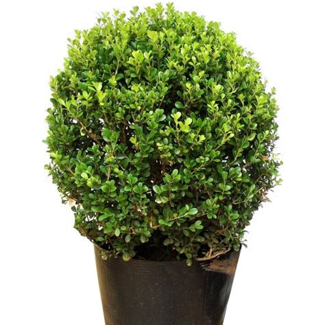Planta Buxinho Bola - Disktem