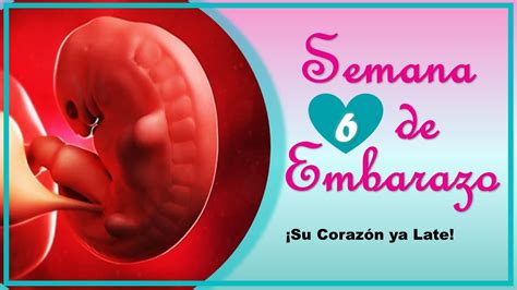 Semana De Embarazo Embarazo Semana A Semana Desarrollo Y