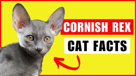 Cornish Rex Cats 101 Everything You Need To Know Youtube