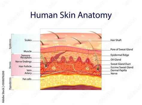 Human skin anatomy isolated on white background. Skin layers: epidermis ...