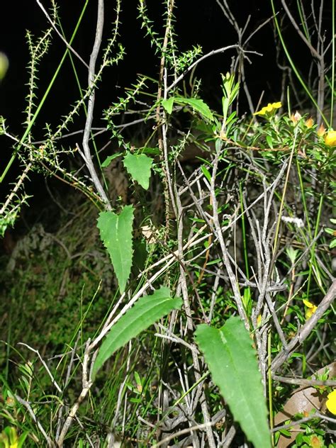 Australian Clematis From Ku Ring Gai Chase Nsw Australia On