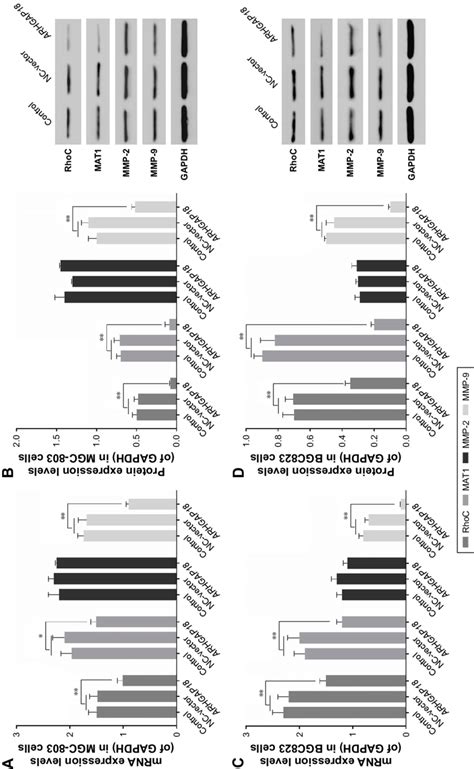 Effect Of Arhgap18 On Migration And Invasion Related Genes Notes