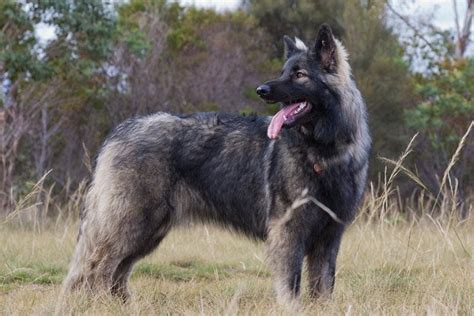 Meet the Shiloh Shepherd: Price, Characteristics, and Care | Anything ...