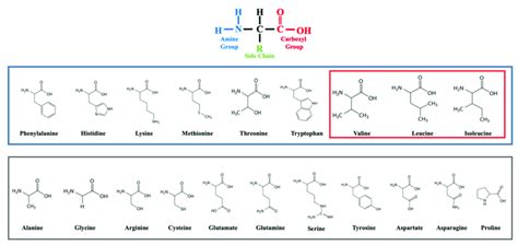 Structure Of Amino Acids