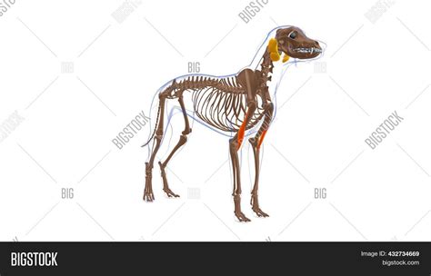 Brachialis Muscle Dog Image And Photo Free Trial Bigstock