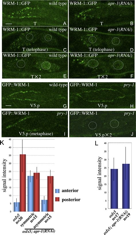 Cortical Catenin And Apc Regulate Asymmetric Nuclear Catenin