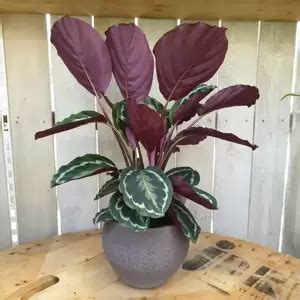 Calathea Medallion 19cm Cowell S Garden Centre Woolsington