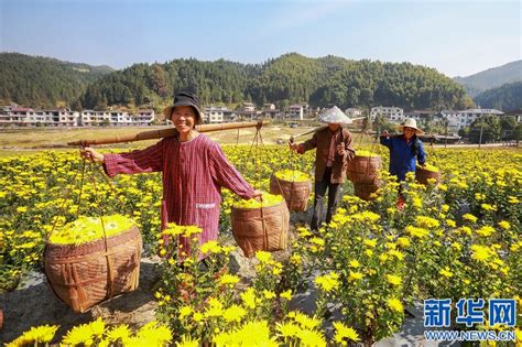 希望的田野丨皇菊花开金灿灿 扮靓乡村致富路 新华网