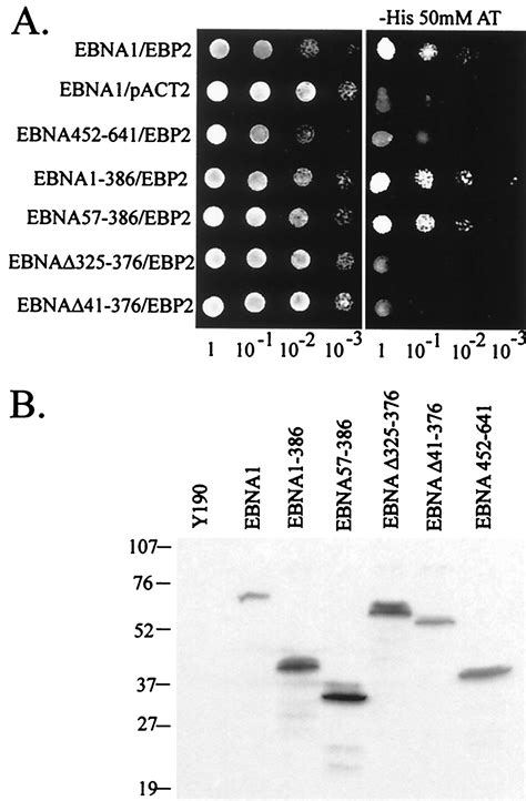 Ebp2 A Human Protein That Interacts With Sequences Of The Epstein Barr Virus Nuclear Antigen 1