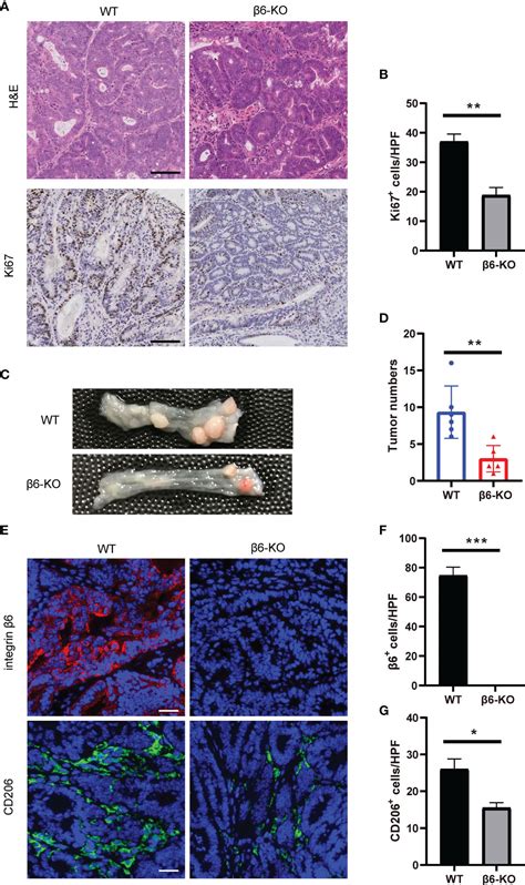 Frontiers Integrin Deficiency Protects Mice From Experimental