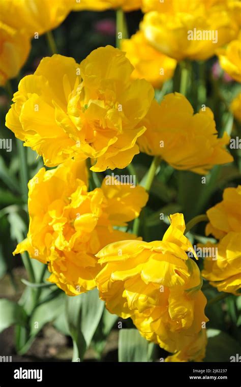 Yellow Peony Flowered Double Early Tulips Tulipa Marie Jo Bloom In A