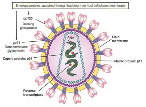 Retroviruses Flashcards Quizlet