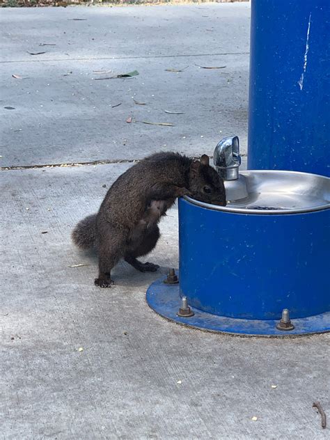 Psbattle Squirrel Drinking From Little Fountain Rphotoshopbattles