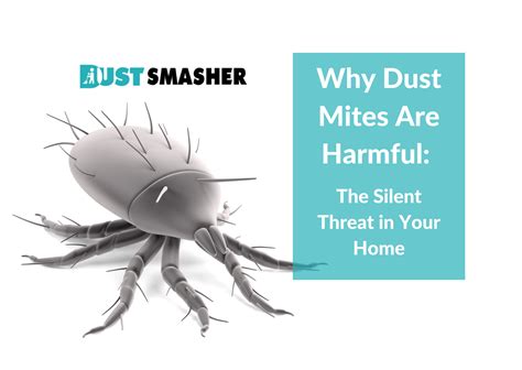 Why Dust Mites Are Harmful The Silent Threat In Your Home Dust Smasher