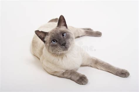 Lilac Point Siamese Cats