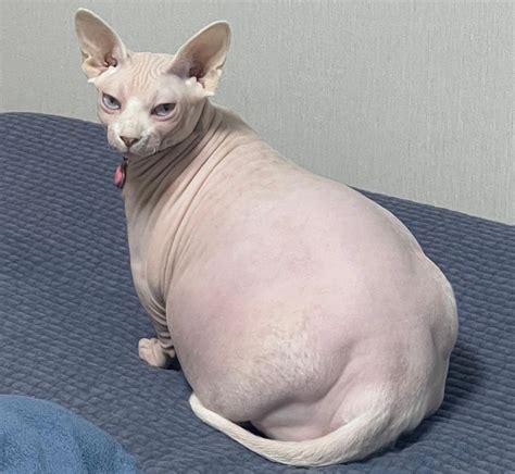 Fat Hairless Cat