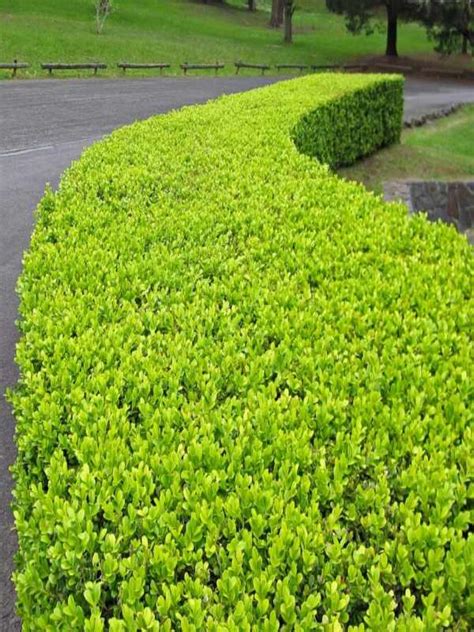 Buxus Microphylla Korean Box Neth Green