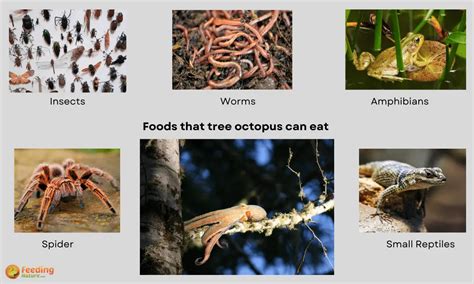 What Do Tree Octopus Eat [12+ Foods They Love]