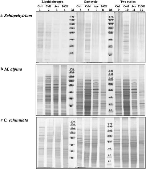 Sds Page Profiles Of Intracellular Proteins From Different Designs In