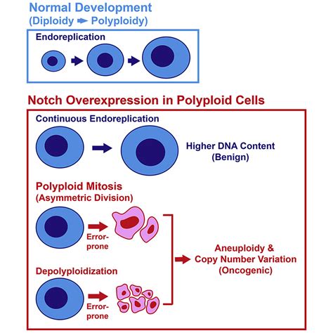 Polyploid Mitosis And Depolyploidization Promote Chromosomal