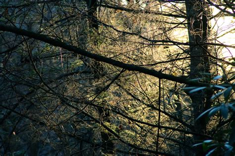 Fotos gratis árbol naturaleza bosque rama invierno planta luz