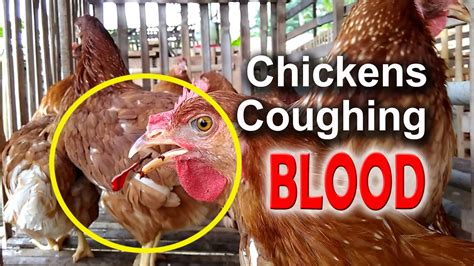 ILT Symptoms in Chickens, Infectious Laryngotracheitis, Poultry Diseases, poultry farming - YouTube