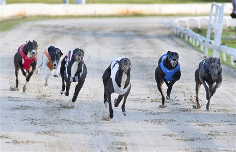 Finding the cheapest tickets for your next greyhound phoenix trip 8