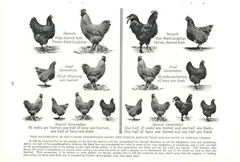 1927 National Geographic Vintage Pages – Poultry – Modern Breeds of ...