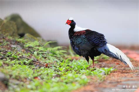 藍腹鷴觀察記錄（二）春情蕩漾的藍腹鷴公鳥 寵物、生態、植物篇 Canonfans 佳能中文討論區 Powered By Discuz