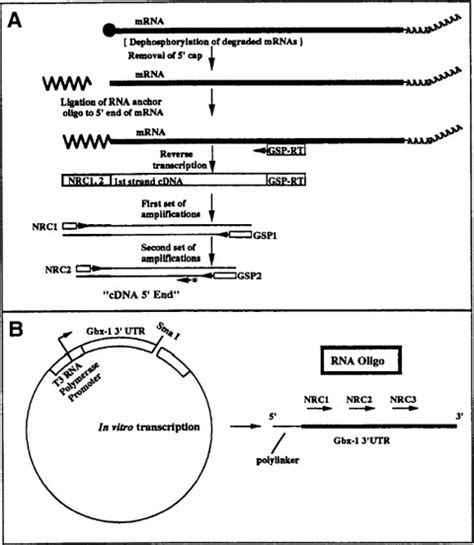 Using Rapid Amplification Of Cdna Ends Race To Obtain Full Length