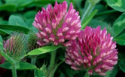 1000 Organic Red Clover Heirloom Seeds Non Gmo Trifolim Pratense B