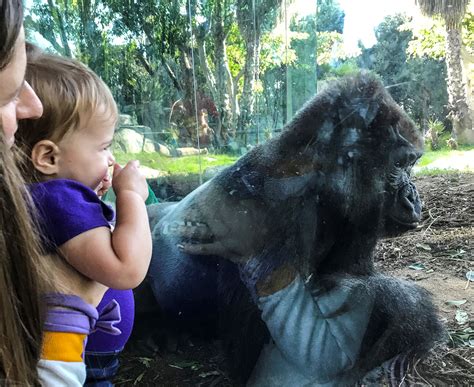 Gorillas Meet Zookeeper's Baby for First Time in Adorable Videos
