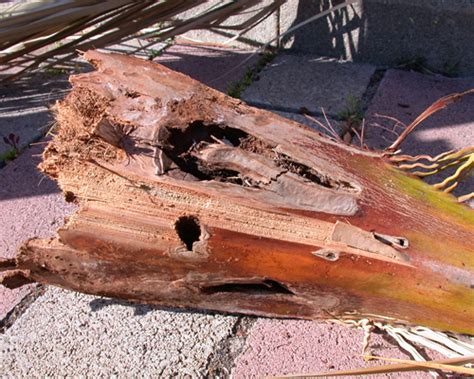 Sardegna Agricoltura Riconoscimento E Lotta Al Punteruolo Rosso Della