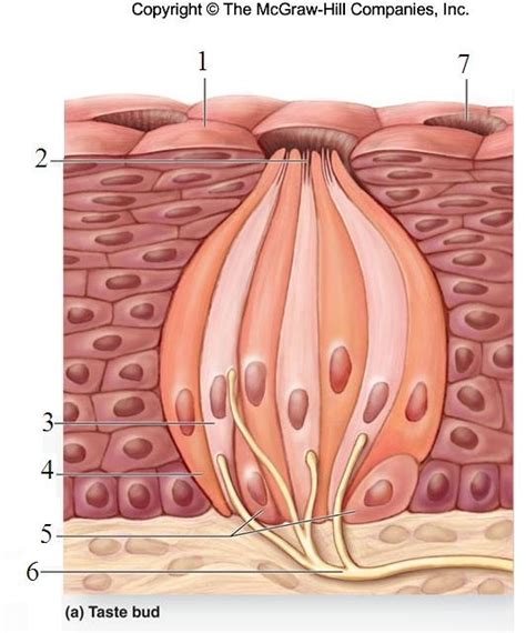 Epithelium Of Tongue Diagram Quizlet