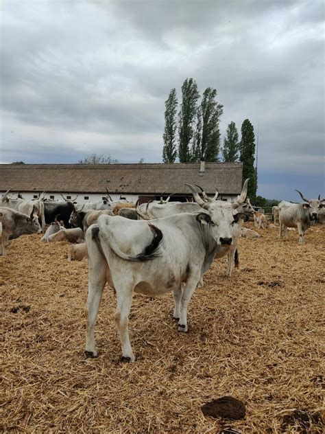 Herd Of Hungarian Gray Steppe Beef Cattle On The Farm · Free Stock Photo