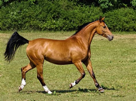 Westfale Im Rasseportrait Tieranzeigen At