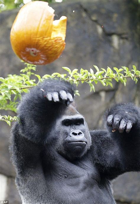 Jomo The Gorilla Celebrates Halloween With A Festive And Zoo Animals