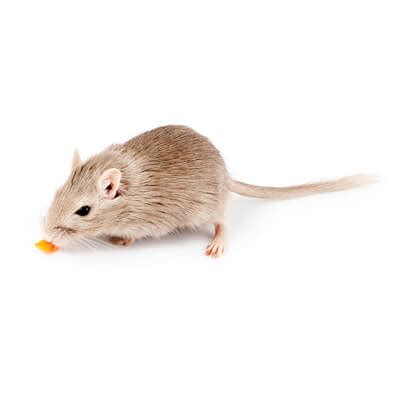 Gerbils: feeding a healthy diet – Bishops Stortford Vets