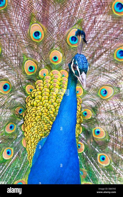 Portrait Of Beautiful Peacock With Feathers Out Stock Photo Alamy