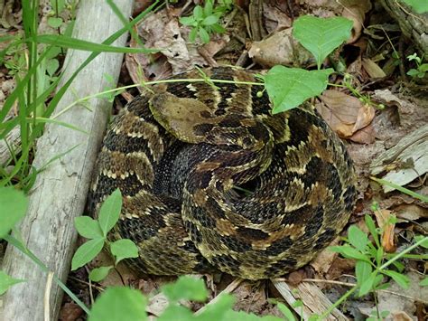 18 Snakes In New York Pictures And Identification