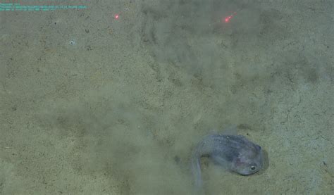 Arctic Shelf Edge • MBARI