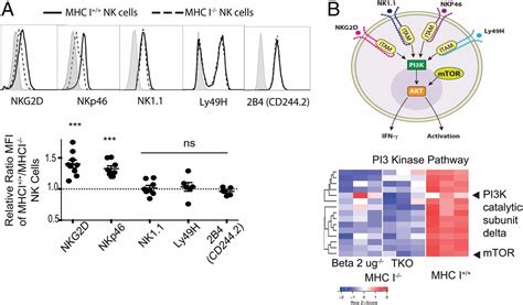 Modulation Of Nkg2d Nkp46 And Ly49ci Facilitates Natural Killer Cell