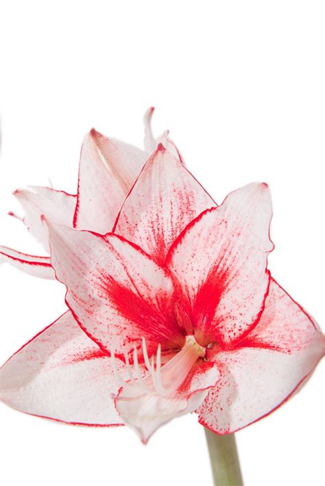 Red And White Amaryllis 18 Stems Fresh Cut Format