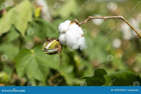 Green Color Cotton Boll On Cotton Plant Stock Image Image Of Autumn Background 162575329